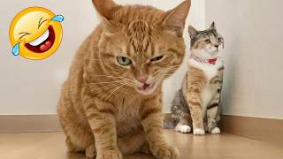 Animals Acting Like Humans: Dog in Heels &amp; English Speaking Parrots!