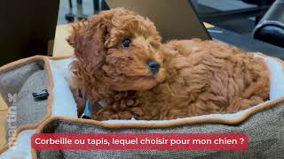 🐶 Quel couchage choisir pour mon chien ? 🐾 - Minute Papillon EP.25