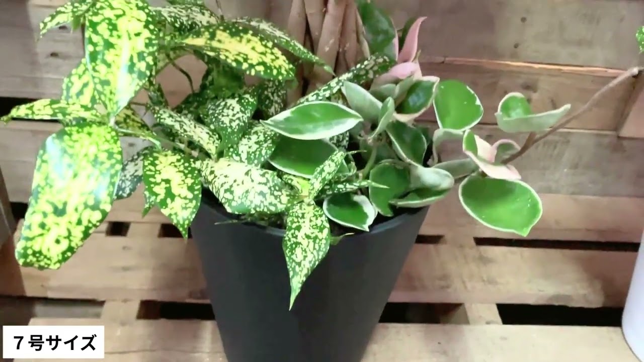 幸運を呼ぶパキラの寄せ植え7号鉢【セラアート鉢】 観葉植物 本物