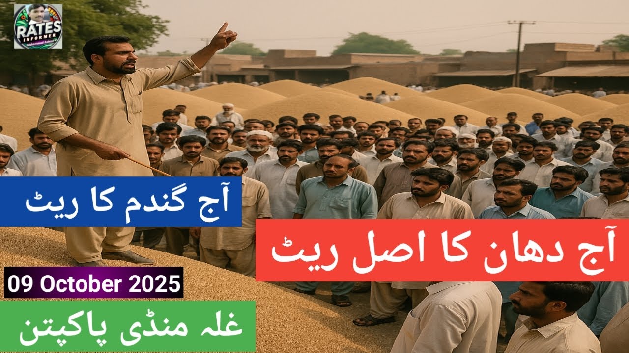 Munji Rate Today | Dhan Rate Today | Wheat Price Today