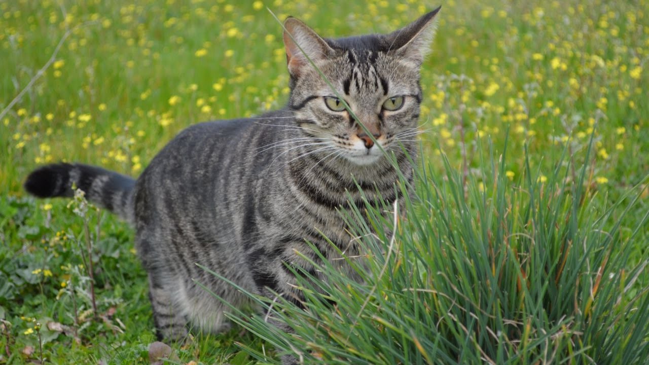 What Is The Healthiest Best Tasting Cat Food What Is The Healthiest Best Tasting Cat Food