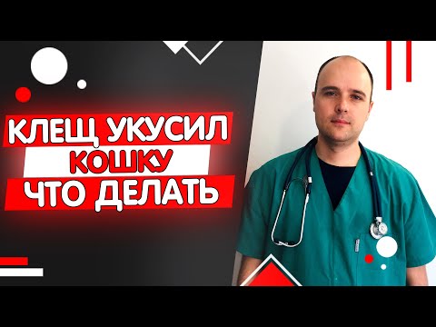 Кошку укусил клещ что делать симптомы последствия