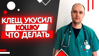 Кошку укусил клещ что делать симптомы последствия