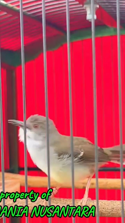 SUARA CIBLEK BETINA MEMANGGIL JANTAN DIJAMIN LANGSUNG NYAUT