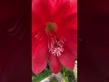 Abeja Melifera Loverbe Abeja Melifera Loverbe
