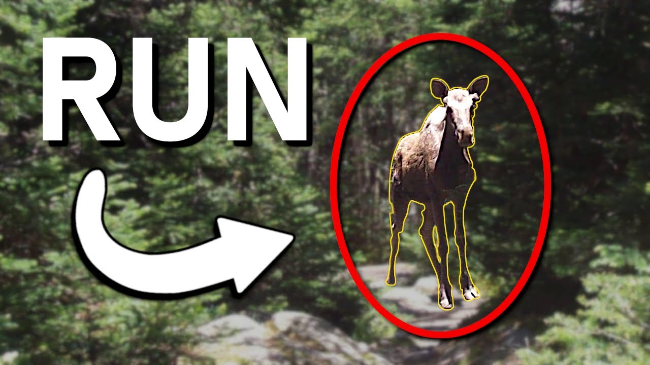 MOOSE ATTACK on the Appalachian Trail *crazy story*