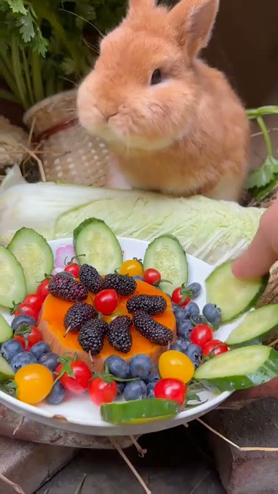 a cute rebbit was eating fruits ✨🍇🍓🥕#cute #mycuterabbit