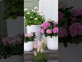 Варианты использования роз в ландшафтном дизайне #загородныйдом #дача #ландшафтныйдизайн #розы