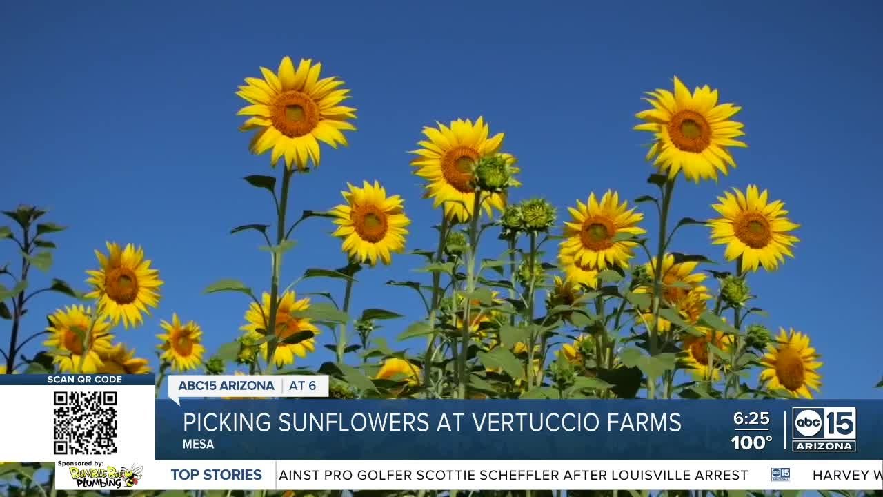 pick-sunflowers-this-weekend-at-vertuccio-farms-in-mesa-youtube
