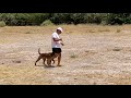 Belgian Malinois puppy - training with 2 balls