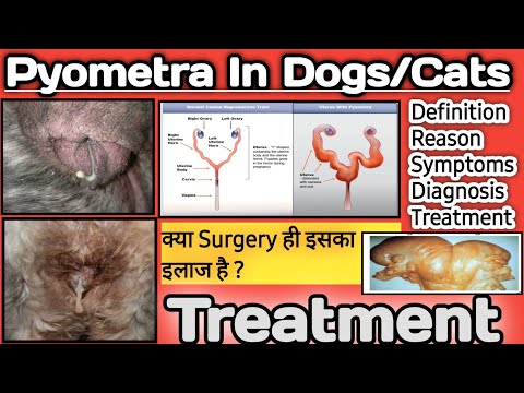 कुत्रे/मांजरांमध्ये पायोमेट्रा || गर्भाशयात पू || योनीतून पू येणे || लक्षणे || उपचार || उपाय