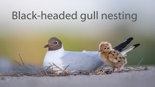 Black-Headed Gull Nesting. Poland