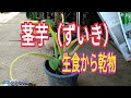 茎芋（ずいき）の乾物の仕方　タネのハシモト