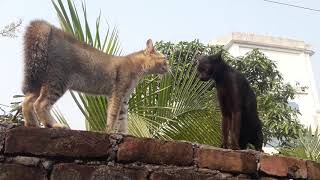 Cat Game।How does the cat talk to the cat। Fanny Cat Video screenshot 5