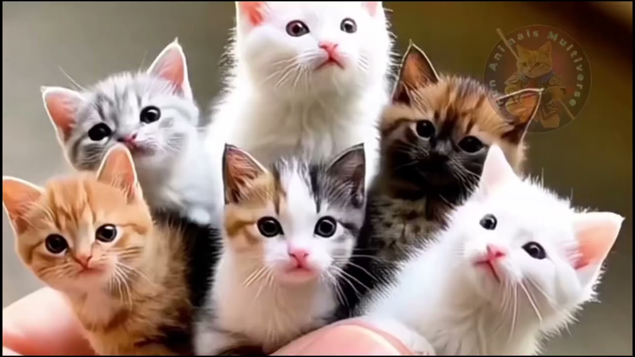 Video binatang lucu dan populer 