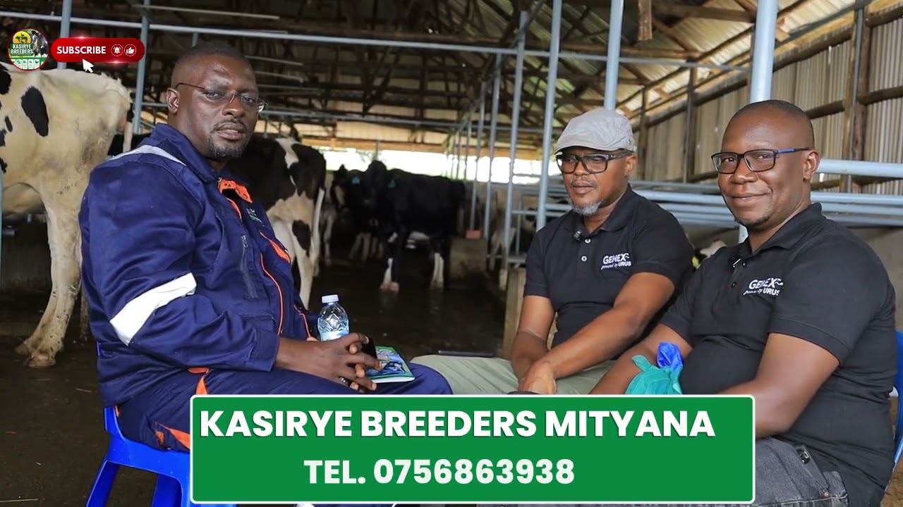 Dr Kabanda discusses factors to consider in  breeding process of a high yielding pedigree dairy cow