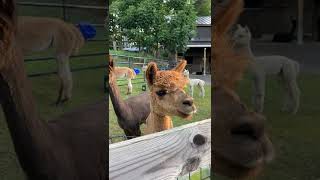 Alpaca alarm  how they sound when they see a potential predator