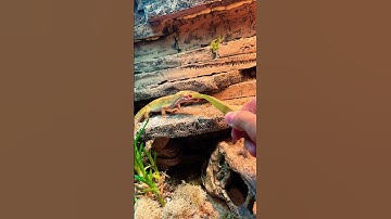 Mealworm execution by feeding part 2! #feeding #gecko #leopardgecko #mealworms #reptiles