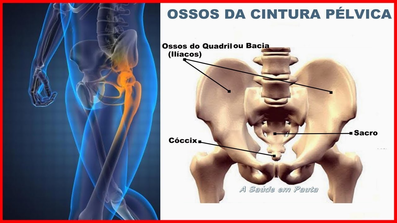 Osso da Bacia 💀 Saiba tudo sobre o Osso da Bacia YouTube Osso da Bacia 💀 Saiba tudo sobre o Osso da Bacia YouTube