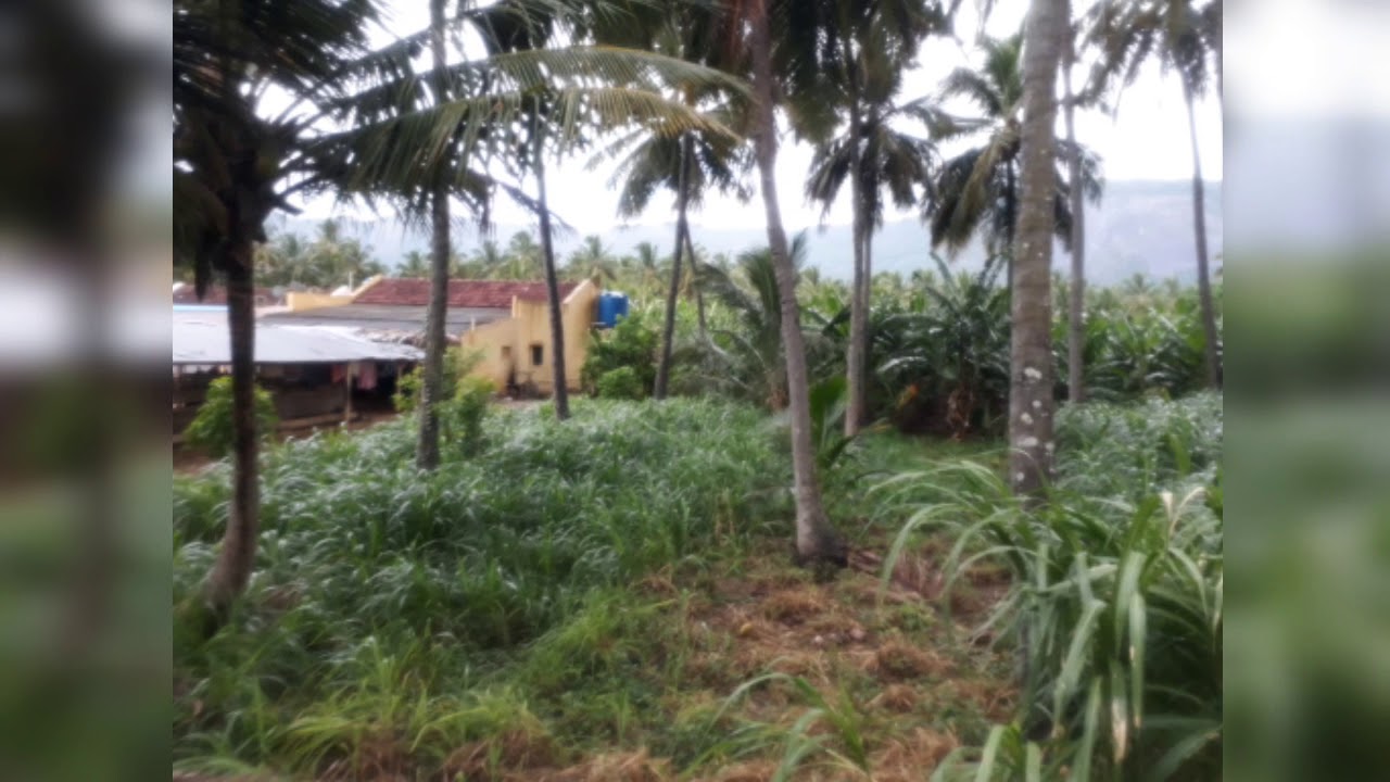 30cent coconut farm for sale percent 1.40lacs siruvani road karunya