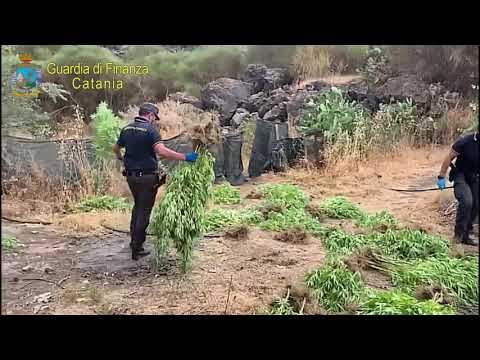 Bronte (CT): GdF scova piantagione di marijuana
