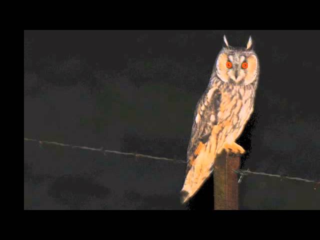 Hibou Moyen Duc Youtube Hibou Moyen Duc Youtube