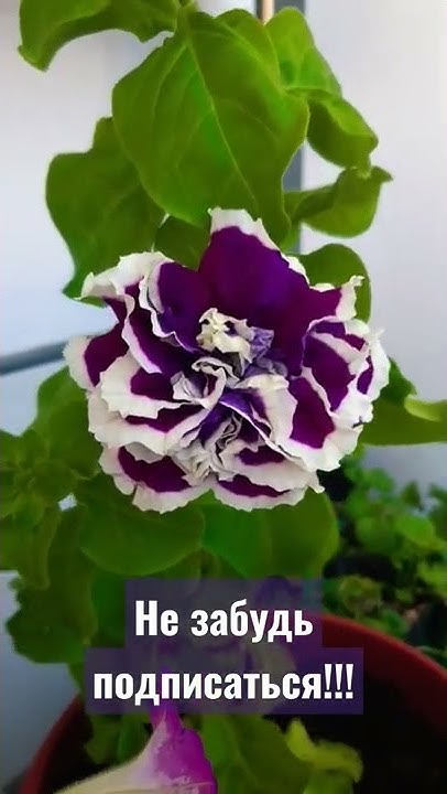 Петуния Пируэт Роуз - YouTube