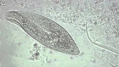 paramecium moving