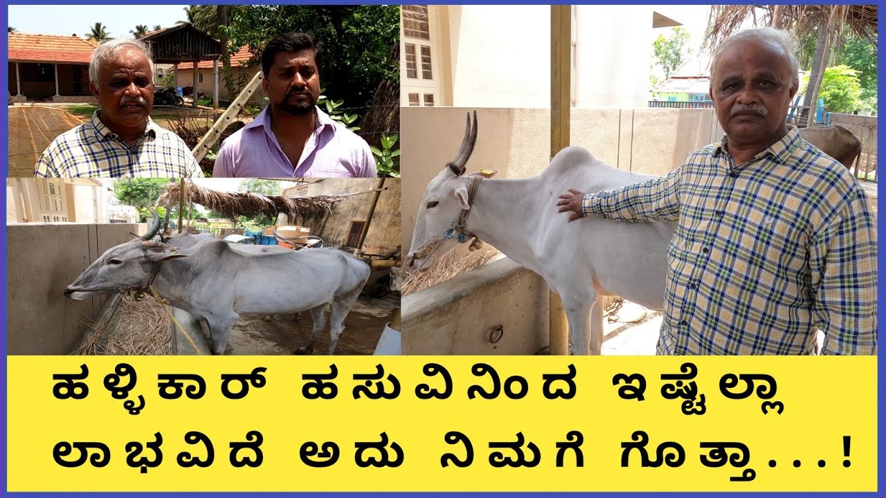 ಕಸಾಯಿಖಾನೆಗೆ ಹೋಗುತ್ತಿರುವ ಹಳ್ಳಿಕಾರ್ ಹಸು ಗಳನ್ನು ಖರೀದಿಸಿ ತಂದು ಸಾಕುತ್ತಿರುವ ಇವರ ಹಳ್ಳಿಕಾರ್ ಪ್ರೀತಿ ಎಷ್ಟಿರ..!