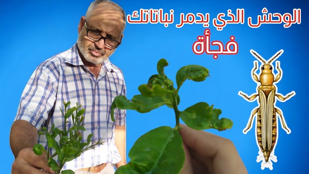 آفة زراعية مدمرة ،حشرة التربس اقضي عليها بهذه الطريقة