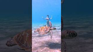 💙 WE SAW THIS AMAZING TURTLE UNDERWATER 💙 #turtle #oceanexploration #aquatic