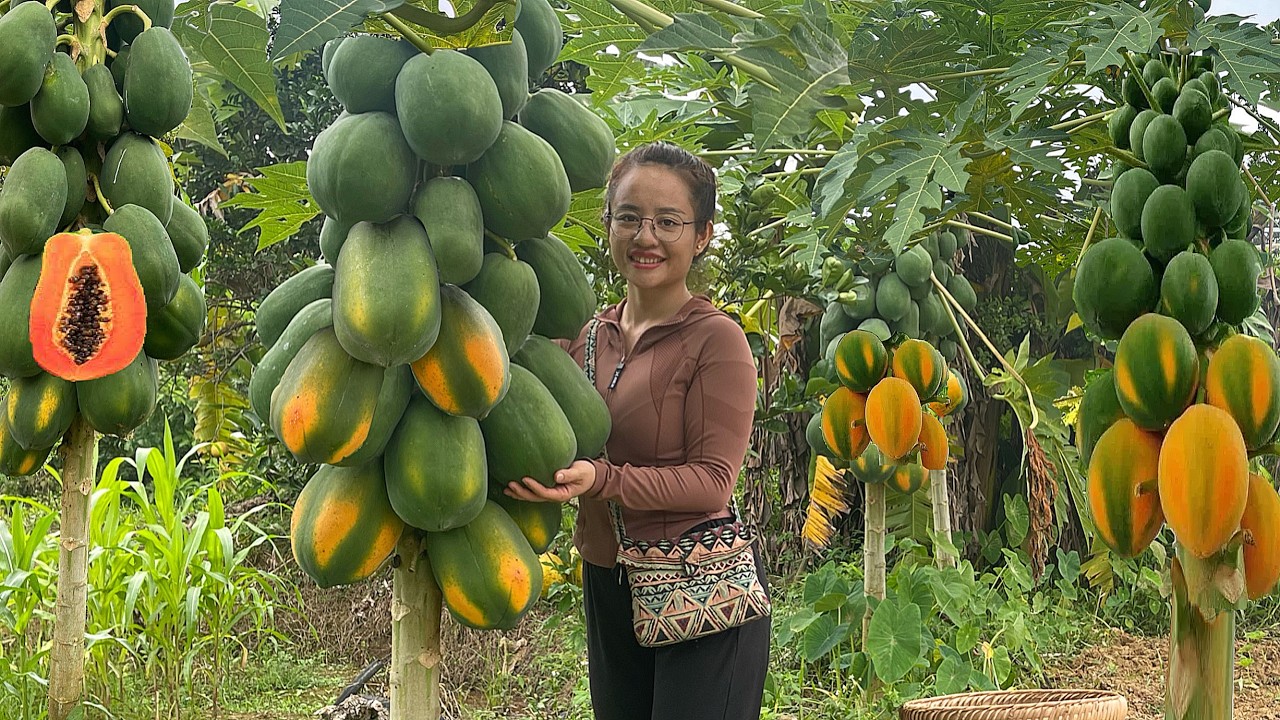 The process of harvesting OCOP-certified papayas for sale in the market.