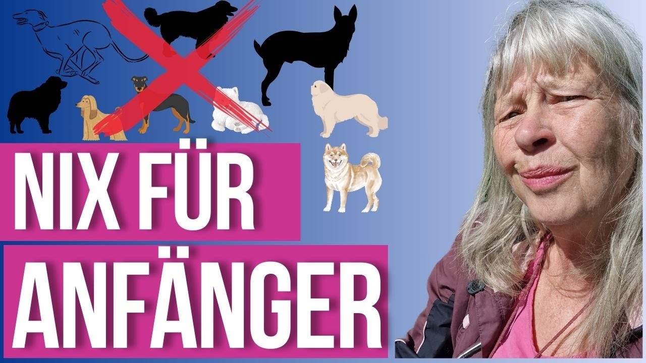 Darum würde ich diese Hunderassen als Hundetrainerin nie Anfängern empfehlen