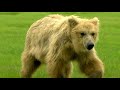 La tierra de los osos gigantes - ¡Ahora en alta calidad! (Documental Completo)