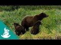 La tierra de los osos gigantes - ¡Ahora en alta calidad! (Documental Completo)