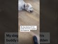 DOG HAVING SEIZURES