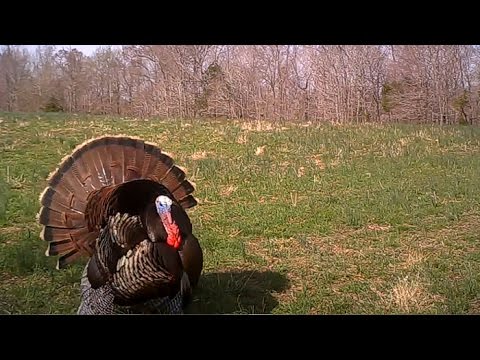 Gobblers Spitting And Drumming - Calling All Turkeys