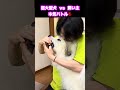 超大型犬からモノを奪うのは至難の技だと痛感する飼い主 #shorts
