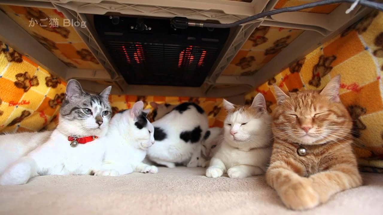 こたつと猫 Cat And Kotatsu 16 2 Youtube