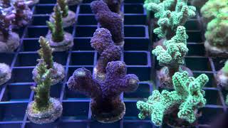 Vídeo rápido del stock en esquejes de coral - FEBRERO 2021