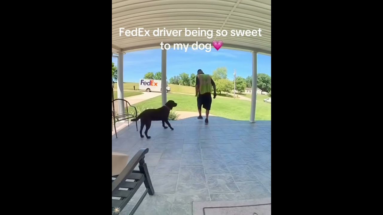 Delivery Man Gets Help From Dogs Running After Him Funny Funnymoments Funnydog Tiktokindia