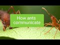 How do ants communicate  ants antkeeping