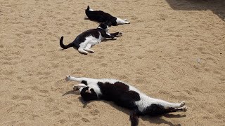 Three stray cat siblings rolling around and saying hello