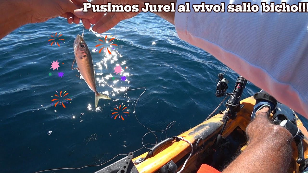 Pescando con Jurel al vivo! salio el bicho.....