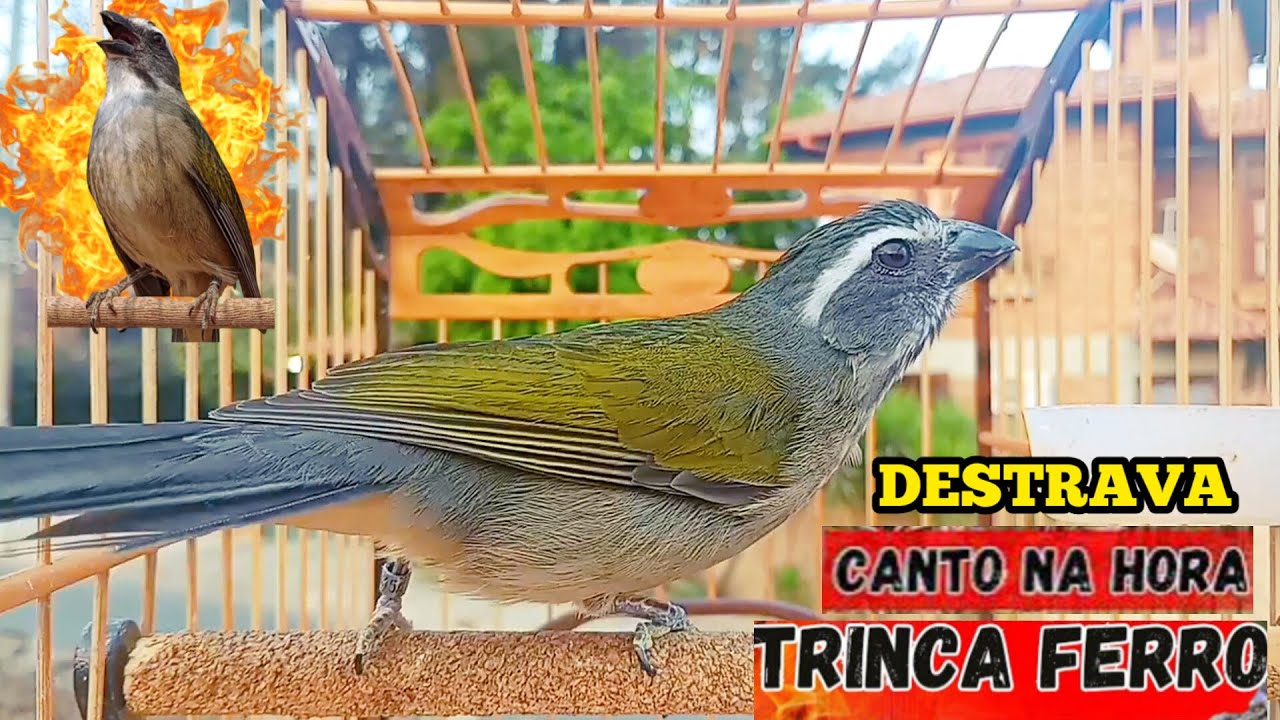 🟢TRINCA FERRO CANTANDO E MACHEANDO FAZ CANTAR MAIS QUENTE 🟢 DESTRAVAR ...
