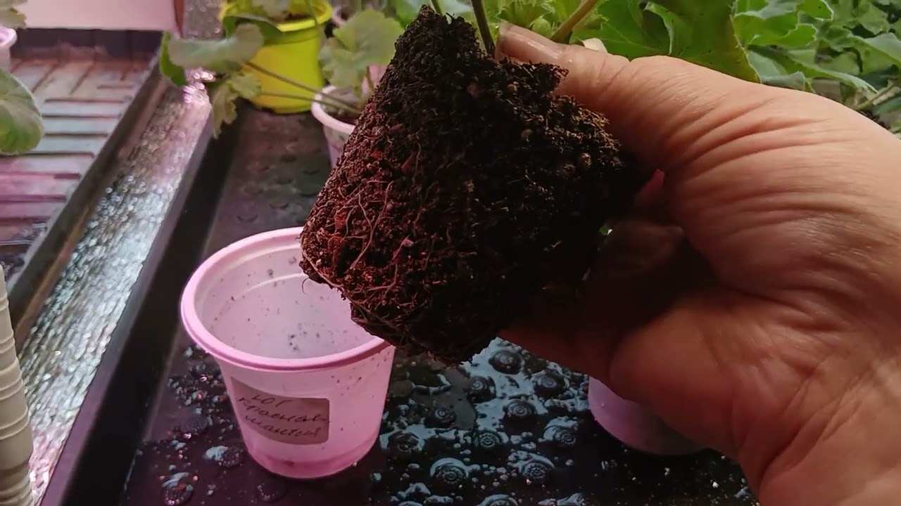 Как вырастить крепкие и здоровые черенки пеларгонии/ моя схема подкормок 🌺🌺🌺