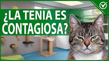 ¿Cuáles son los signos de tenias en los gatos?