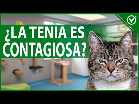 Video: Los Síntomas De La Tenia - Cómo Tratar Las Tenias En Los Gatos