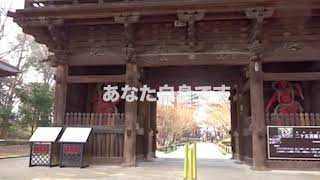 小林 克也＆ザ・ナンバーワン・バンド | ももんこ | スピードスター