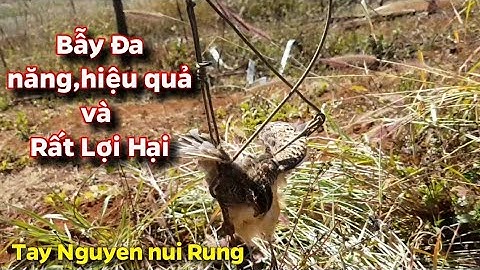 Bẫy cút bằng Bẫy chuột của TAY NGUYEN NUI RUNG rất lợi hại